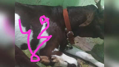 Bakrid: बकरा बेचने के लिए हैदराबाद से मुंबई का सफर, शरीर पर लिखा है अल्लाह और मोहम्मद, कीमत आपको दंग कर देगी