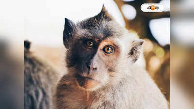 Monkey Attack : মাথার দাম ২১ হাজার! নাকাল করে অবশেষে বন্দি