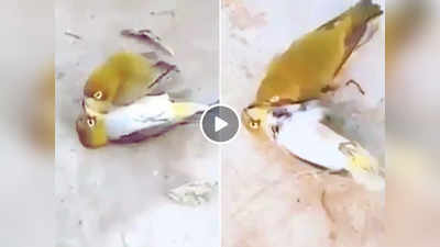 Viral Video: पक्षी ने दोस्त की मौत के बाद भी नहीं छोड़ा साथ, दुख में खुद भी तोड़ा दम, वीडियो देख लोग रो दिए!