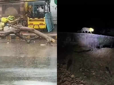 Burhanpur News Today Live: झमाझम बारिश के बाद बुरहानपुर में मौसम सुहाना, नेपानगर क्रॉसिंग पर दिखा तेंदुआ