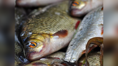 Nagpur News : गोरेवाडा तलावात हजारो मृत मासे; महापालिका घेणार कारणांचा शोध