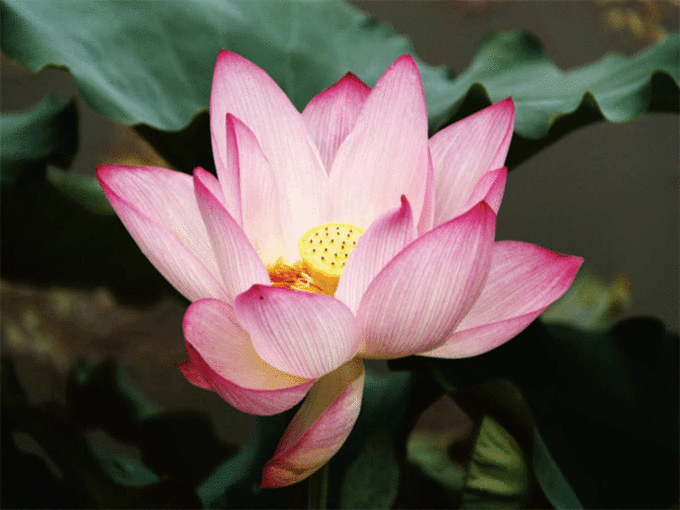 कमल का फूल या तस्वीर
