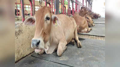 हरियाणा: बांसुरी की धुन और भजन सुनकर ज्यादा दूध देती है गाय, शोध में हुआ खुलासा