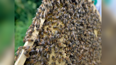 मधमाश्यांना पर्यटकांचा उपद्रव; भटकंतीदरम्यानच्या कृत्यांमुळे दोन महिन्यांत २०० पर्यटक जखमी