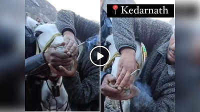 केदारनाथ यात्रा: घोड़े से अधिक वजन उठाने के लिए जबरन पिलाया नशीला पदार्थ, वीडियो देखकर लोगों का खून खौल गया!