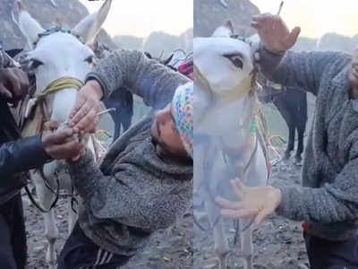 Uttarakhand News: बेजुबान घोडे़ की नाक में ठूंस दी चरस भरी स‍िगरेट, केदारनाथ धाम के मार्ग में यह कैसी क्रूरता