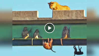 Monkey Lions Video: बंदरों के झुंड को शेरनियों ने घेरा, लेकिन शिकार वे फिर भी किसी का नहीं कर पाईं, वीडियो वायरल