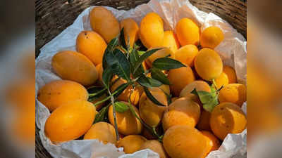 Mango Exports: বাংলার এই বিশেষ আম বাজারে পাবেন না! এদিকে রফতানি হচ্ছে আরব দেশে