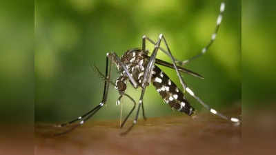 Dengue Fever: বর্ষা আসতে না আসতেই চোখ রাঙাচ্ছে ডেঙ্গি, জেলায় লাফিয়ে বাড়ছে আক্রান্তের সংখ্যা