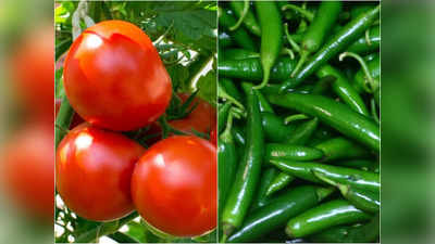 Tomato Prices: సామాన్యులకు షాక్.. రూ.100కి చేరుకున్న టమాటా, పచ్చిమిర్చి ధరలు
