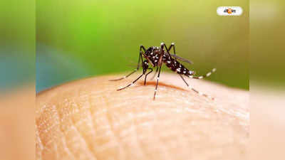 Dengue In Kolkata : পঞ্চায়েত ভোটের আগে ডেঙ্গির সতর্কবার্তা