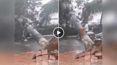 Viral Video: खराब मौसम में सड़क से गुजर रही थी स्कूटी सवार लड़की, अचनाक ऊपर गिर गया पेड़ फिर...