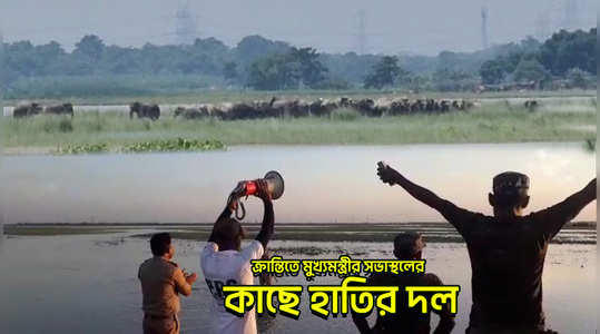 elephants spotted near the mamata banerjee rally stage in kranti watch the viral video