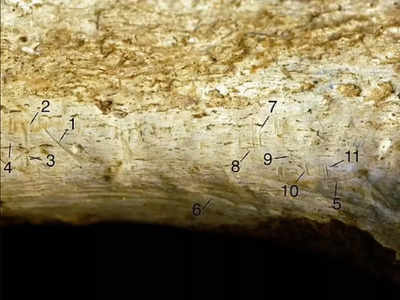 जिंदा रहने के लिए एक-दूसरे का मांस खाते थे प्राचीन मानव? 15 लाख साल पुरानी हड्डी पर मिले दांतों के निशान