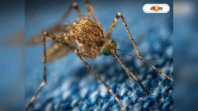 US Issues Alert On Malaria : ২০ বছর পর ফিরল আতঙ্ক, আমেরিকায় ফের ছড়াচ্ছে ম্যালেরিয়া