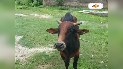 Balurghat News : ষাঁড়ের হল জলাতঙ্ক! গুঁতোয় জখম একাধিক, বালুরঘাটে ভয়ে সিঁটিয়ে মানুষ