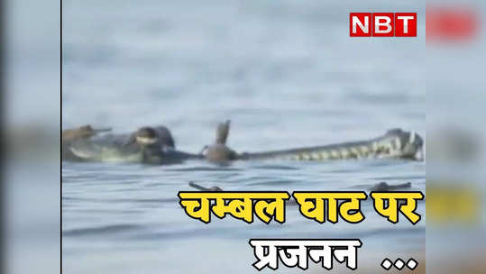 breeding of crocodiles and turtles increased at chambal ghat in karauli rajasthan