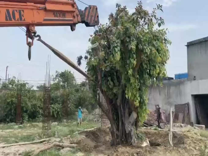 उधम सिंह नगर में सैकड़ों वर्ष पुराने त्रिवेणी वृक्ष का रिप्लांटेशन