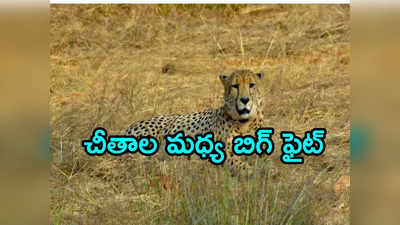 Cheetah: కునోలో రెండు వర్గాలుగా విడిపోయి ఘర్షణ.. తీవ్రంగా గాయపడిన మగ చీతా అగ్ని