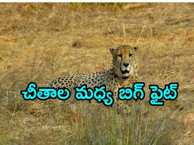 Cheetah: కునోలో రెండు వర్గాలుగా విడిపోయి ఘర్షణ.. తీవ్రంగా గాయపడిన మగ చీతా అగ్ని