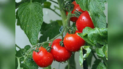 Tomato price hike: టమాటాకు బదులుగా ఇవి వాడేయండి..!
