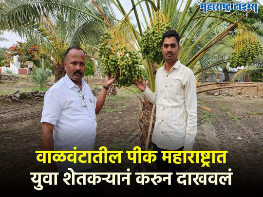 Success Story : वाळवंटातील फळाची महाराष्ट्रात लागवड, युवा शेतकऱ्याचा प्रयत्न ठरला सक्सेसफुल अन् कमाई सुरु 