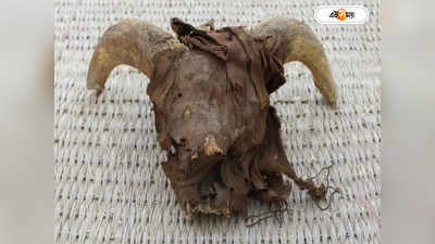 Egypt Mummified Sheep: পিরামিডের দেশের নয়া ইতিহাস, ফ্যারাওয়ের মন্দিরে মিলল হাজার হাজার মমি!