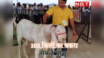 Rajasthan News : 105 किलो का बकरा, नाम है शेरा, खूबियां जान आप भी रह जाएंगे दंग