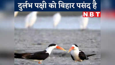 Bhagalpur News Live Today : दुनिया के इस दुर्लभ पक्षी ने रहने के लिए चुना भागलपुर, वन्यजीव प्रेमियों के लिए बड़ी खबर