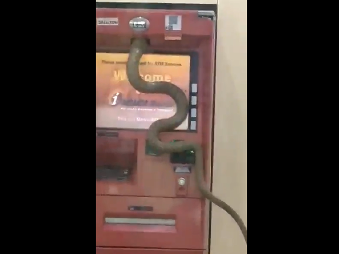 साप ATM मध्ये का शिरला असेल?
