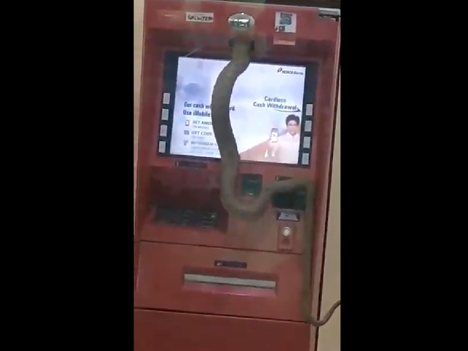 साप ATM मशीनमध्ये कसा शिरला?
