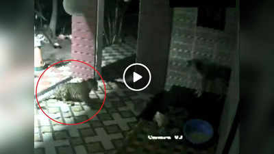 Leopard Vs Dog: शिकारी ने कुत्ते पर अचानक किया अटैक, लेकिन Dog ऐसे भौंका कि तेंदुआ भाग ही गया, वीडियो वायरल