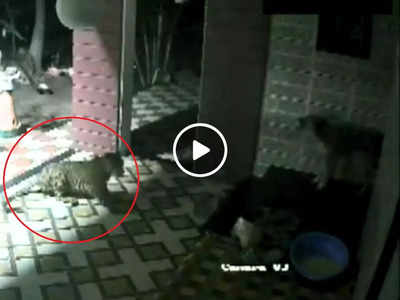 Leopard Vs Dog: शिकारी ने कुत्ते पर अचानक किया अटैक, लेकिन Dog ऐसे भौंका कि तेंदुआ भाग ही गया, वीडियो वायरल