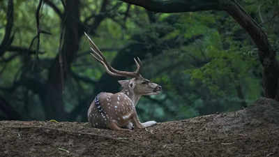 Delhis Deer Park: डियर पार्क के हिरण हो रहे हैं बीमार, अब बनेंगे असोला भाटी जंगल के बाघों का शिकार