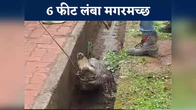 Shivpuri News Today Live: सड़क पर अचानक दिखाई दिया 6 फीट का मगरमच्छ, लोगों में मचा हड़कंप