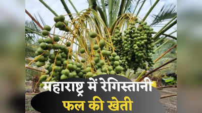 Success Story: महाराष्ट्र में रेगिस्तानी फल की खेती, युवा किसान की सफल कोश‍िश और शुरू हो गई लाखों की कमाई