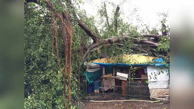Mumbai News: मुसळधार पावसाने झोपडीवर वडाचे झाड कोसळले, लेकाचा मृत्यू तर संसार उघड्यावर