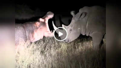 Hippo vs Rhinos Fight : गैंडे के सामने चौड़ा हो रहा था दरियाई घोड़ा, 45 सेकंड बाद जान बचाकर भागता नजर आया
