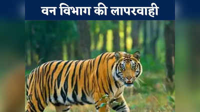 Bhopal News: टाइगर का शिकार कर सिर ले गए शिकारी, मामले को छिपाने की कोशिश करता रहा विभाग