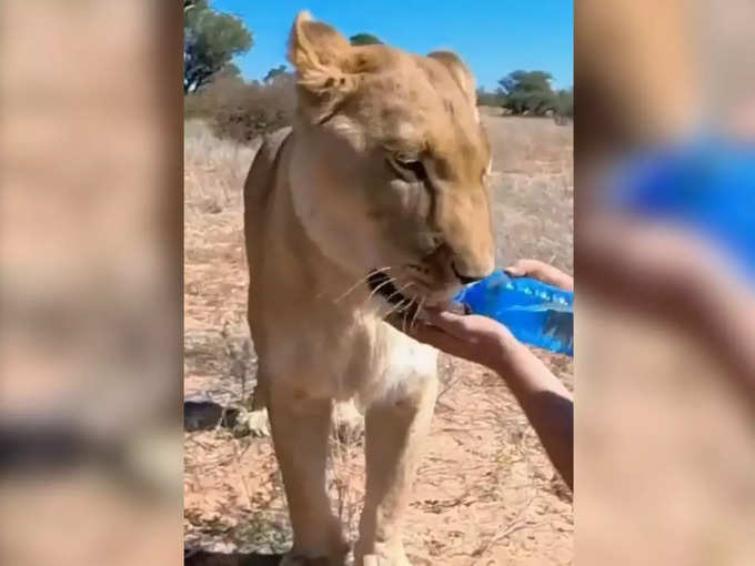 शेर ने बोतल से पिया पानी!