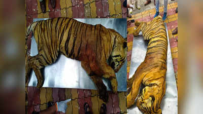 ना जखमेच्या खुणा, ना कुठला अवयव गायब; टिपेश्वरमधील त्या वाघाच्या मृत्यूचं गूढ अखेर उलगडलं
