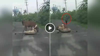 Sherni Ka Video : गाय को निपटाने वाली थी शेरनी, किसान ने ऐसे बचा ली उसकी जान, वायरल वीडियो देखकर दंग रह जाएंगे