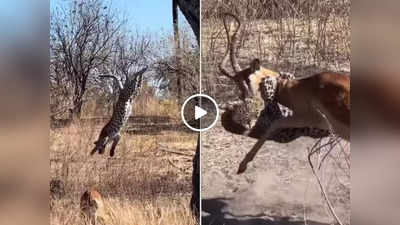 हिरण का शिकार करने के लिए पेड़ से कूदा तेंदुआ, जानवर को गर्दन से दबोच लिया पर अचानक पलट गई बाजी, वीडियो वायरल