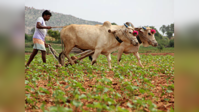 Maharashtra Agricultural Day 2023: म्हणून साजरा केला जातो ‘महाराष्ट्र कृषी दिन’; जाणून घ्या याचे महत्त्व आणि कारणे