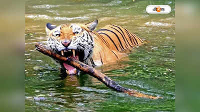 Royal Bengal Tiger : বাঘ ঝাঁপাল বরের ঘাড়ে, লাঠি হাতে লড়াই নমিতার