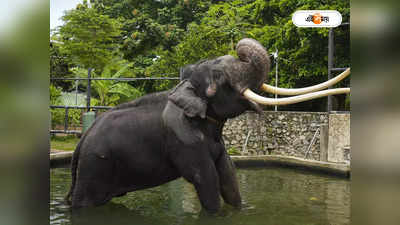 Elephant Attack : হাতুড়ে বনকর্মীর হাতেই কি মৃত হাতি!