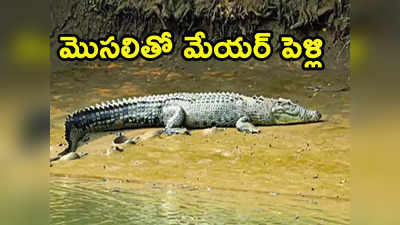 Crocodile: మొసలిని పెళ్లి చేసుకున్న మేయర్.. ఇదేంటి సారూ, కోపమొస్తే మింగేయదూ! 