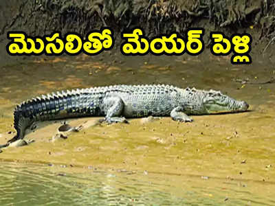 Crocodile: మొసలిని పెళ్లి చేసుకున్న మేయర్.. ఇదేంటి సారూ, కోపమొస్తే మింగేయదూ!