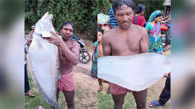 Midnapore News: জাল ফেলতেই উঠল মানুষ সমান রাক্ষুসে চিতল মাছ, বিপুল দামে বিক্রি