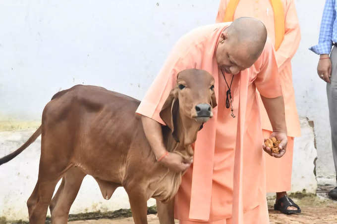 सीएम योगी आदित्यनाथ ने आज सुबह गोरखनाथ मंदिर में गुरु गोरक्षनाथ बाबा की पूजा अर्चना की। इसके गुरु पूर्णिमा के अवसर पर अपने गुरु महंत अवेद्यनाथ की समाधि पर शीश नवाया। फिर गोशाला में जाकर प्रिय गायों को अपने हाथों से चना गुड़ खिलाया और उन्हें दुलारा।